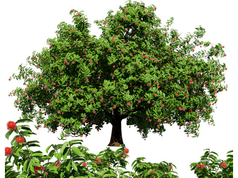 Rambutan Hairy Lychee Tree 3D Model