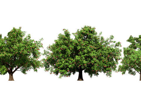 Rambutan Hairy Lychee Tree 3D-Modell