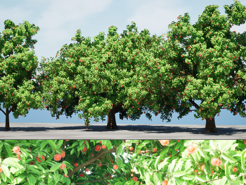 Rambutan Hairy Lychee Tree 3D-Modell