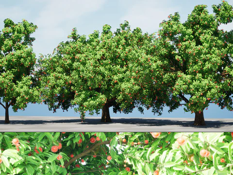Rambutan Hairy Lychee Tree 3D Model