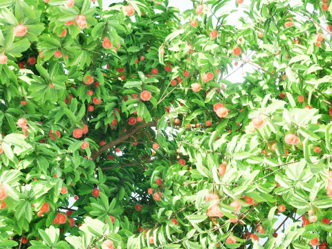 Rambutan Hairy Lychee Tree 3D Model