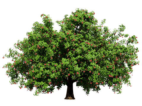 Rambutan Hairy Lychee Tree 3D-Modell