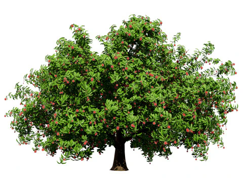 Rambutan Hairy Lychee Tree 3D Model