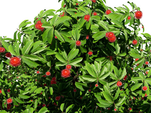 Rambutan Hairy Lychee Tree 3D-Modell