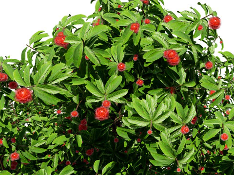 Rambutan Hairy Lychee Tree 3D Model
