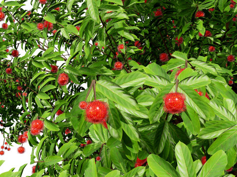 Rambutan Hairy Lychee Tree 3D-Modell