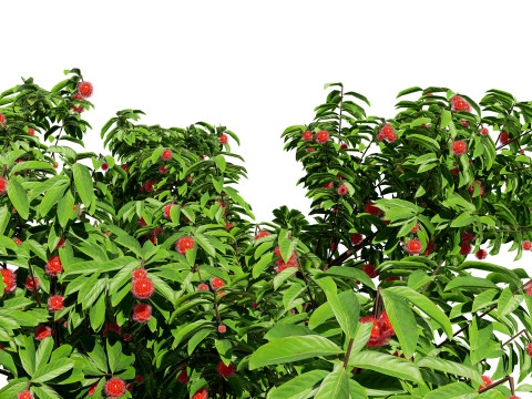 Rambutan Hairy Lychee Tree 3D-Modell