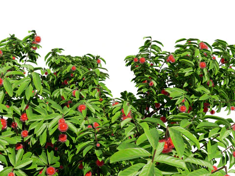 Rambutan Hairy Lychee Tree 3D Model