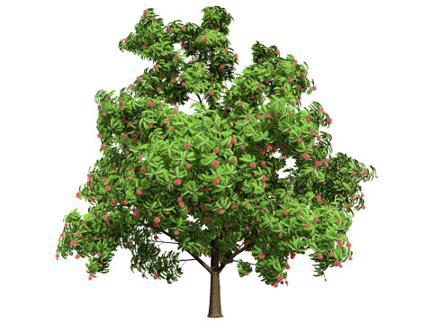 Rambutan Hairy Lychee Tree 3D-Modell