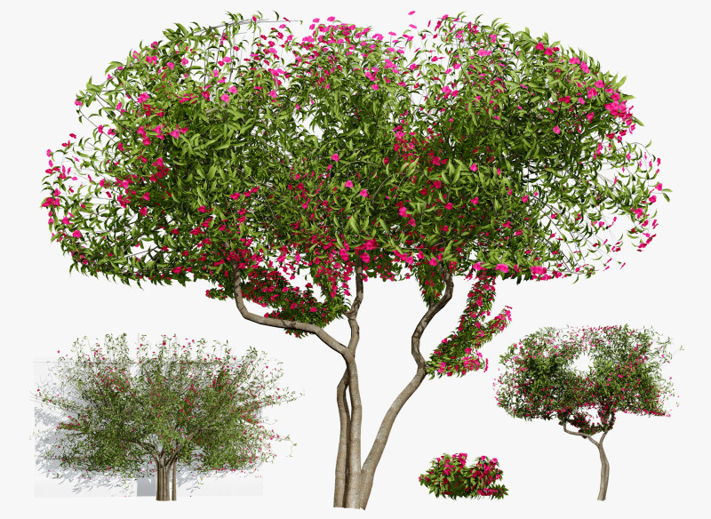 Bougainvillea Tree 3Dモデル .c4d .max .obj .3ds .fbx .stl .blend