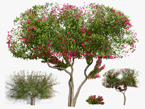 Bougainvillea Tree Modelo 3D