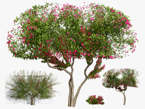 Дерево бугенвілії 3D Модель