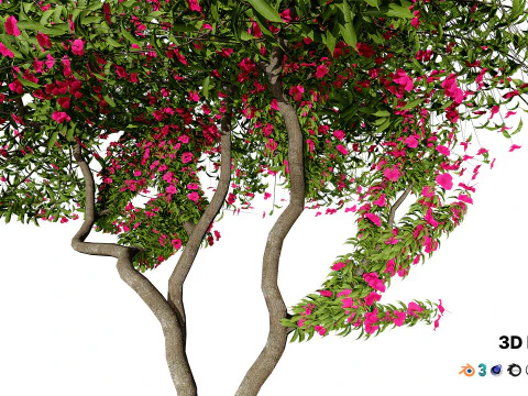 Дерево бугенвілії 3D Модель