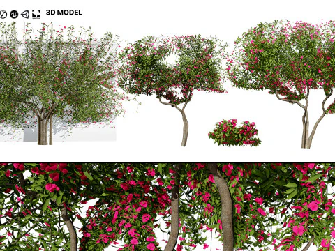 Дерево бугенвілії 3D Модель