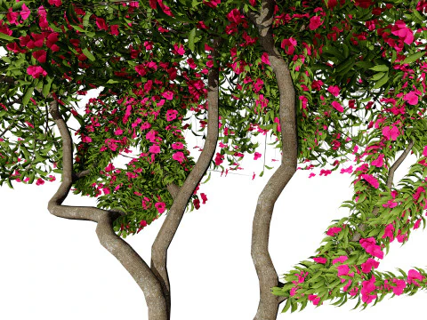 Дерево бугенвілії 3D Модель