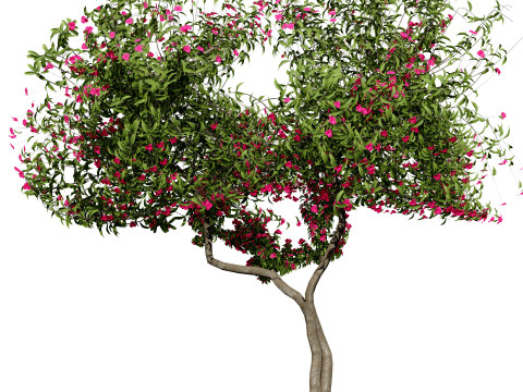 Bougainvillea Tree Modèle 3D