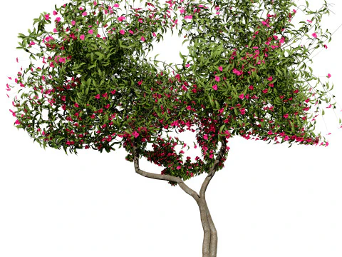 Дерево бугенвілії 3D Модель