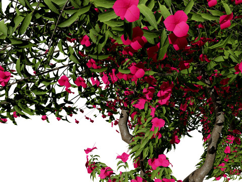 Bougainvillea Tree Modèle 3D