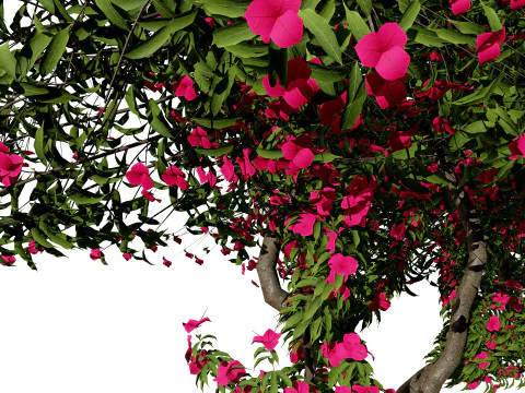 Дерево бугенвілії 3D Модель