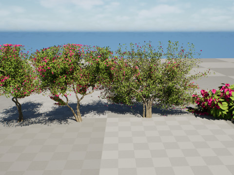 Bougainvillea Tree Modèle 3D