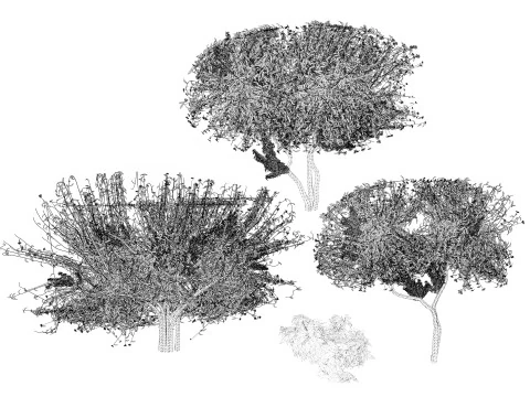 Дерево бугенвілії 3D Модель