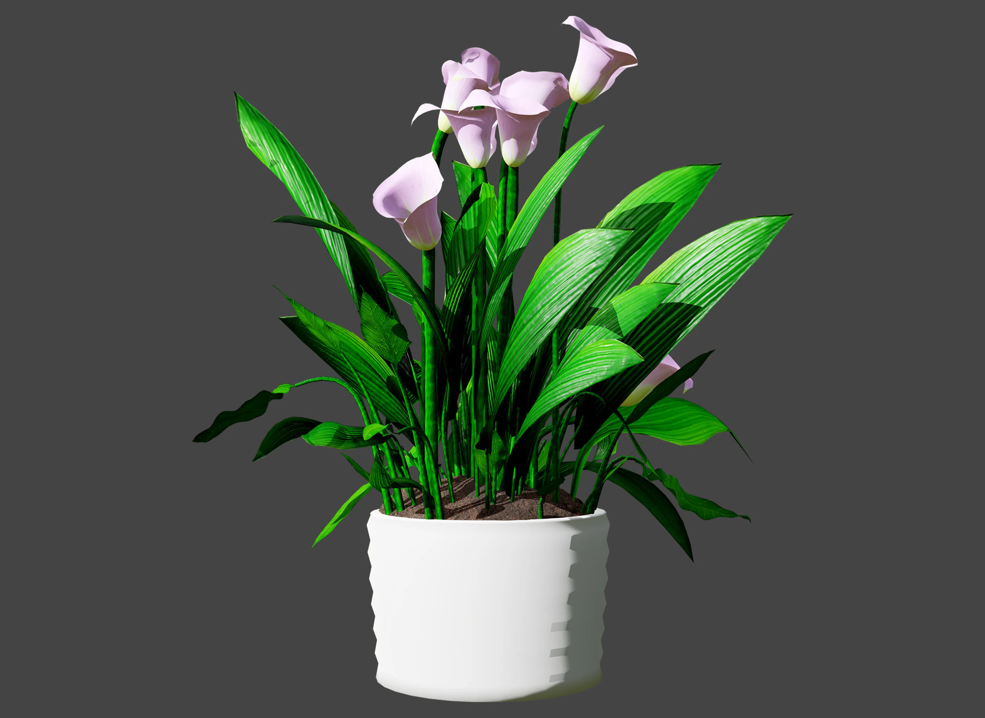 Peace Lily Plant Model 3D Model .c4d .max .obj .3ds .fbx .stl .blend