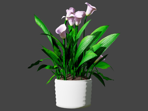 Peace Lily Plant Model Modello 3D