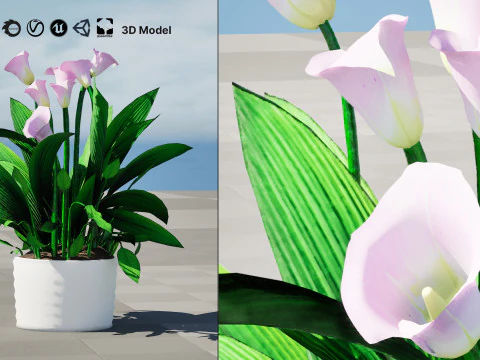 Peace Lily Plant Model 3D Model