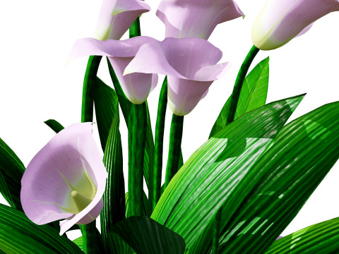 Peace Lily Plant Model 3D-Modell