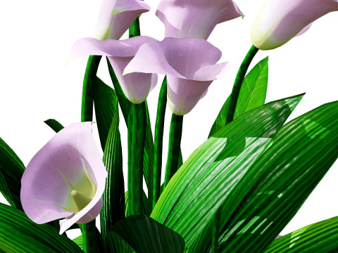 Peace Lily Plant Model 3D Model