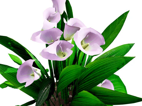 Peace Lily Plant Model 3D Model