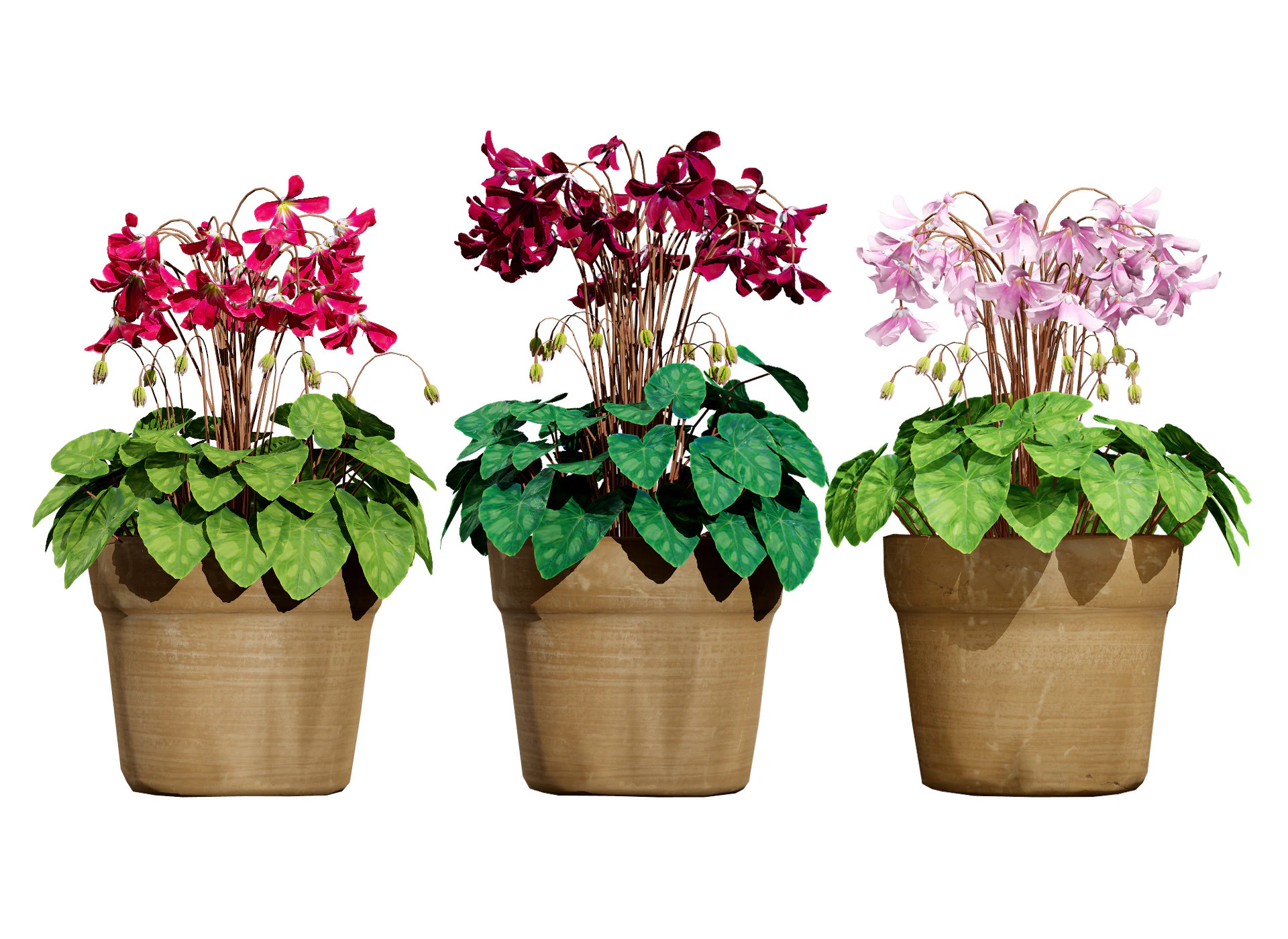 Cyclamen Persicum 3D Model .c4d .max .obj .3ds .fbx .stl .blend 
