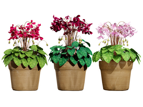 Cyclamen Persicum Modello 3D