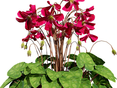 Cyclamen Persicum 3D Model