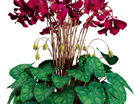 Cyclamen Persicum 3D Model