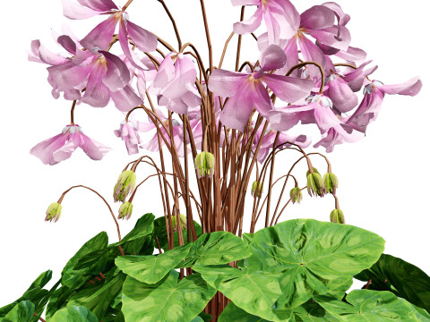 Cyclamen Persicum Modelo 3D