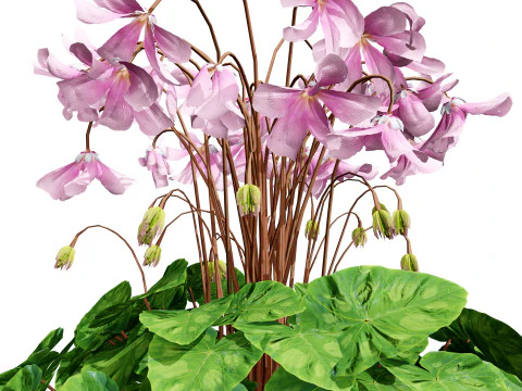 Cyclamen Persicum 3D Model