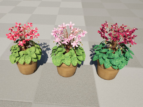 Cyclamen Persicum Modelo 3D