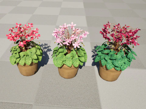 Cyclamen Persicum 3D Model