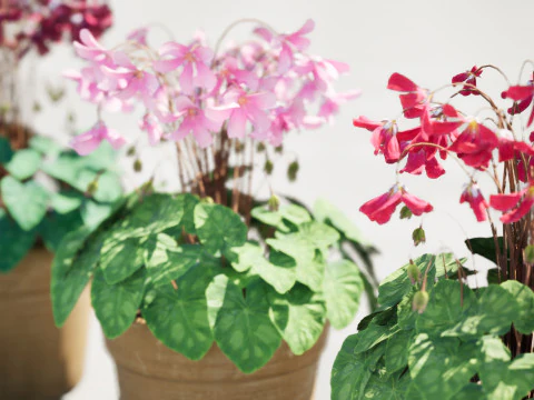 Cyclamen Persicum 3D Model