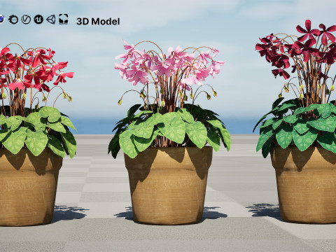 Cyclamen Persicum Modelo 3D