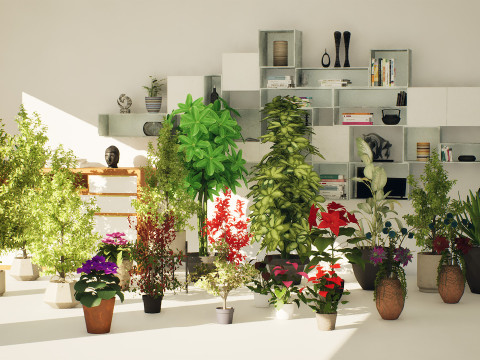 Indoor Plant 3d Collection Modèle 3D