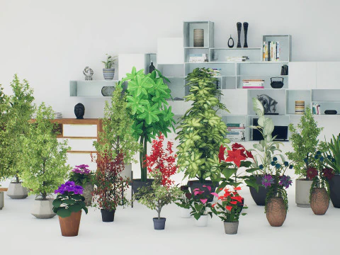 Indoor Plant 3d Collection 3D Model