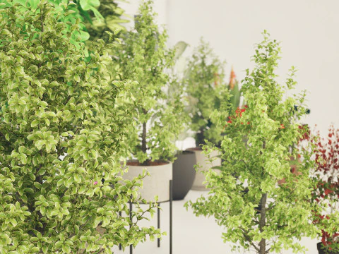 Indoor Plant 3d Collection 3D Model