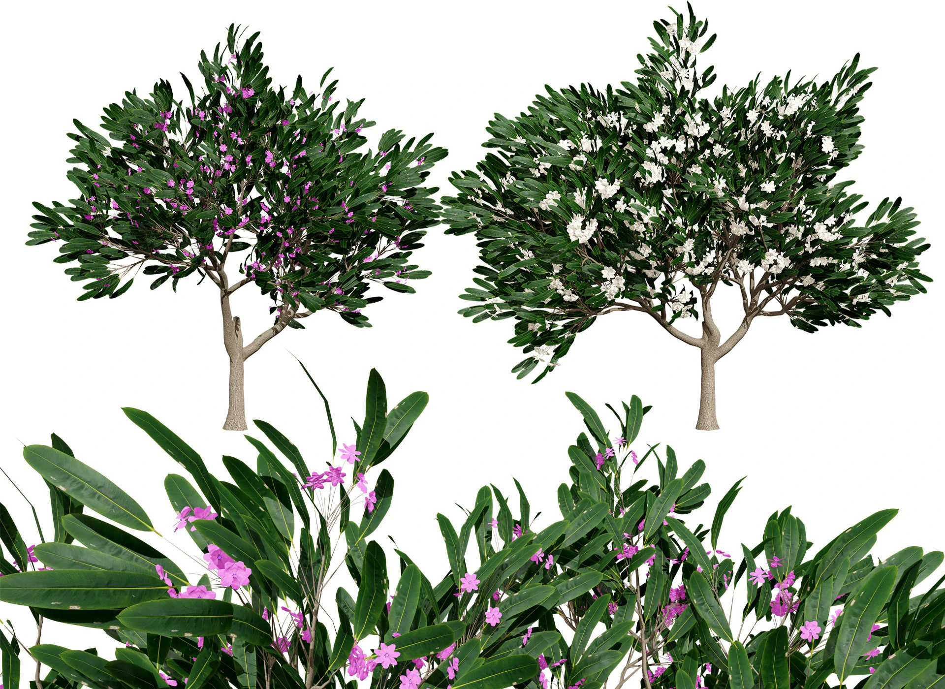 Animated Plumeria 3D Model .c4d .max .obj .3ds .fbx .stl .blend 