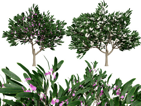 Animated Plumeria Modelo 3D