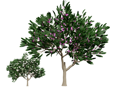 Animated Plumeria 3D Модель