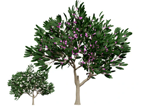 Animated Plumeria 3D Model