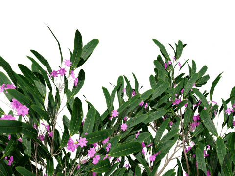 Animated Plumeria 3D Model