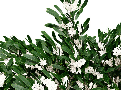 Animated Plumeria 3D Model